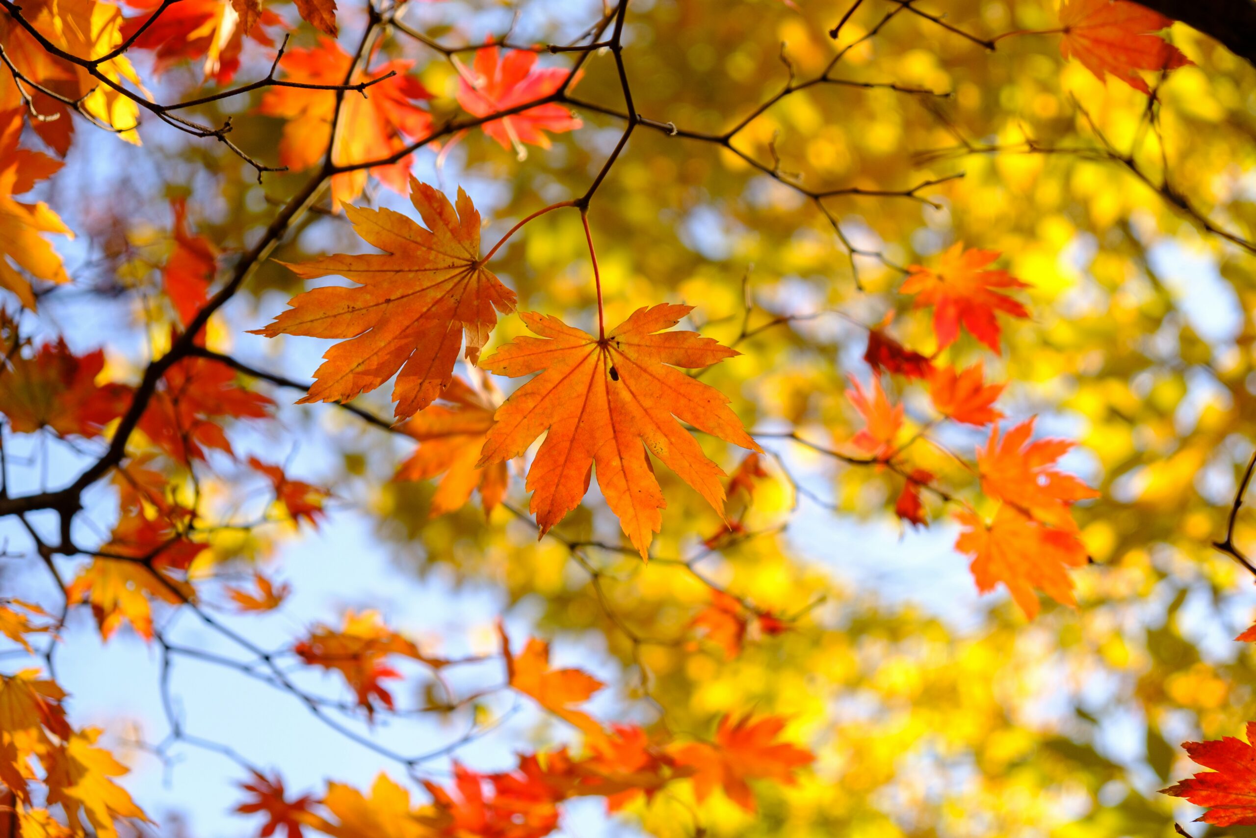 가을 단풍 명소